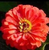 zinnia